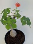 Foto Peregrina, Gicht Pflanze, Guatemaltekische Rhabarber Merkmale