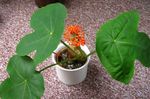 Photo des fleurs en pot Peregrina, Usine De La Goutte, La Rhubarbe Guatémaltèque herbeux (Jatropha), rouge