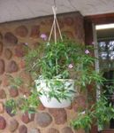 Photo des fleurs en pot Asystasia des arbustes , lilas