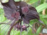 Photo Bat Head Lily, Bat Flower, Devil Flower herbaceous plant (Tacca), brown