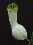 Фото Домашні Квіти Церопегія ампельноє (Ceropegia), білий