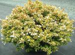 Photo des fleurs en pot Abelia des arbustes , blanc