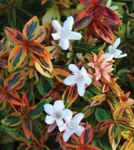 снимка Интериорни цветове Abelia храсти , бял