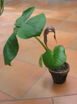 fotografie Flori de Casa Dragon Arum, Planta Cobra, American Robin Trezire, Jack În Amvon (Arisaema), maro