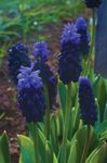 Photo Grape Hyacinth characteristics