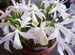 φωτογραφία Εσωτερικά λουλούδια Indian Κρόκος ποώδη (Pleione), λευκό
