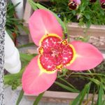 Foto Tigridia, Mexican Shell-Blomst urteagtige plante , pink