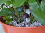 снимка Интериорни цветове Мишката Опашката За Растителна тревисто (Arisarum proboscideum), винен