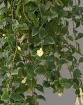 Photo des fleurs en pot Campanule Amérique Centrale les plantes ampels (Codonanthe), blanc