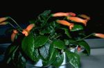 Foto Māja Ziedi Gesneria zālaugu augs , oranžs