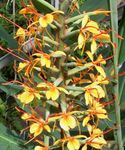 Photo Hedychium, Butterfly Ginger characteristics