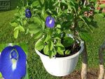 Photo des fleurs en pot Pois Papillon une liane (Clitoria ternatea), bleu