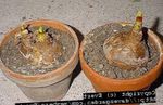 Bilde Huset Blomster Belladonna Lilje, Marsj Lilje, Naken Dame urteaktig plante (Amaryllis), hvit