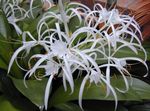 Photo Spider Lily characteristics