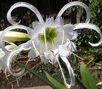 Photo Spider Lily, Ismene, Sea Daffodil characteristics