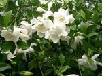 Foto Flores de salón Cape Jasmine arbustos (Gardenia), blanco