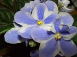 Photo African violet characteristics