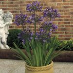 Photo African blue lily characteristics