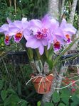 Foto Dendrobium Orchidee Merkmale