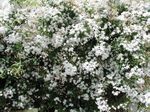 снимка Интериорни цветове Жасмин лиана (Jasminum), бял