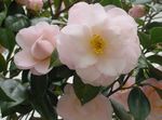 Photo Camellia characteristics
