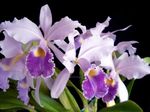Photo Orchidée Cattleya les caractéristiques