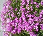 foto Casa de Flores Oxalis planta herbácea , rosa