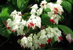 Photo Clerodendron characteristics