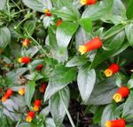 zdjęcie Pokojowe Kwiaty Manetti liana (Manettia), czerwony