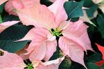 Foto Topfblumen Weihnachtsstern grasig (Poinsettia pulcherrima), rosa