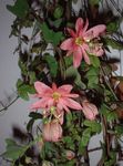 фота Хатнія Кветкі Пассифлора (Cтрастоцвет, Кавалерская Зорка) ліяна (Passiflora), ружовы