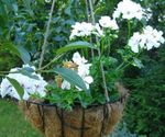 fotografie Pokojové květiny Pelargónie bylinné (Pelargonium), bílá