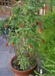 Photo Bloodberry, Rouge Plant, Baby Pepper, Pigeonberry, Coralito characteristics