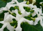 fotografie Kvetinové Kvety Tabernaemontana, Banán Bush kríki , biely