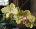 Foto Phalaenopsis Merkmale