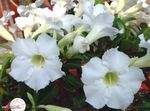 fotografie Flori de Casa Desert Rose copac (Adenium), alb