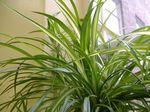 Photo Spider Plant characteristics