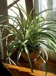 foto Spider Plant (Chlorophytum), variegado