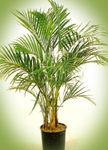 Photo Curly Palm, Kentia Palm, Paradise Palm characteristics