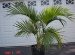 fotografija Sobne rastline Kodrasti Palm, Kentia Palm, Raj Palm drevesa (Howea), zelena