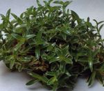 Photo des plantes en pot Cyanotis , vert