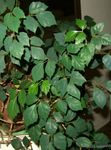 фотографија Затворене Биљке Грожђа Бршљан, Храст Лист Бршљана (Cissus), тамно-зелен