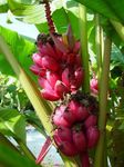снимка Интериорни растения Цъфтежа Банан дървета (Musa coccinea), зелен