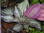 Photo Bertolonia, Jewel Plant characteristics