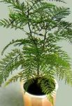 照 室内植物 银桦 树 (Grevillea), 绿
