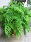 foto Le piante domestiche Capelvenere (Adiantum), chiaro-verde