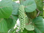 снимка Интериорни растения Саргасово Водорасло дървета (Coccoloba), зелен