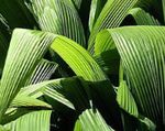 Photo Curculigo, Palm Grass characteristics