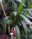 фотографија Затворене Биљке Цурцулиго, Палм Трава (Curculigo), зелен