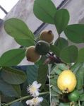 フォト 観葉植物 グアバ、トロピカルグアバ 木 (Psidium guajava), 緑色